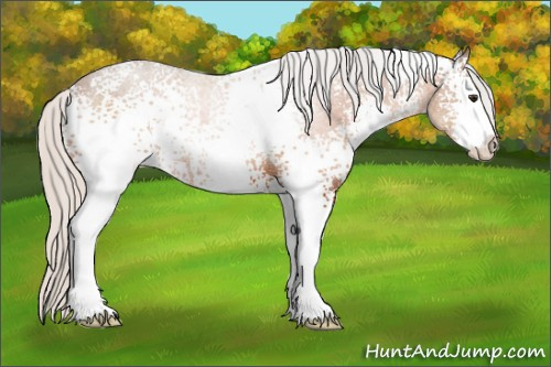 Horse Color:White Spotted Silver Brown Sabino 