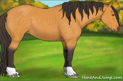 Horse Color:Buckskin 