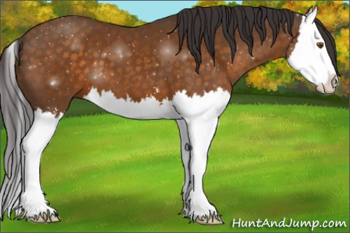 Horse Color:Buckskin Sabino Splash 