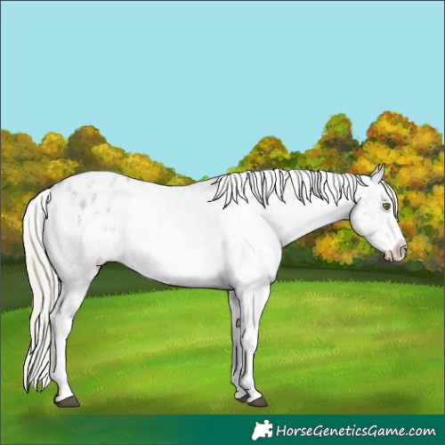 Horse Color:Watercolor White Spotted Silver Grullo Ice Pearl Sabino Appaloosa Rabicano 