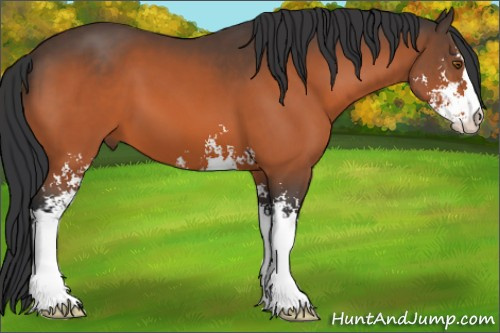 Horse Color:Bay Sabino 