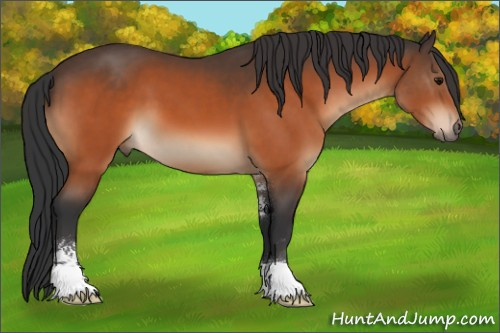 Horse Color:Bay Sabino 