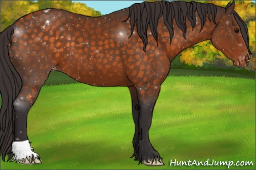 Horse Color:Buckskin Appaloosa 