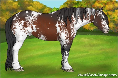 Horse Color:White Spotted Brown 