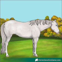 Horse Color:Platinum Perlino 