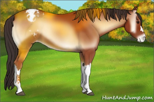 Horse Color:Bay Onyx Appaloosa 