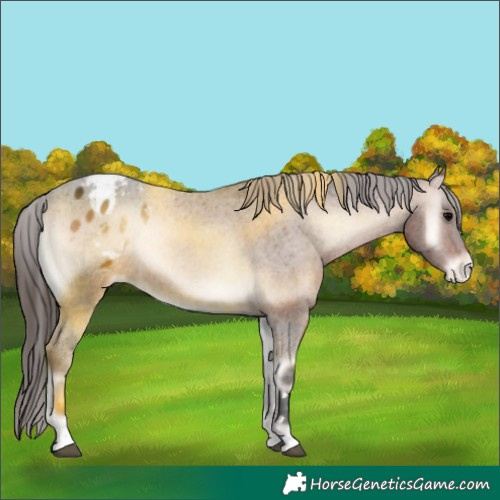 Horse Color:Bay Onyx Appaloosa 