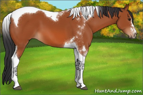 Horse Color:Brown Tobiano 