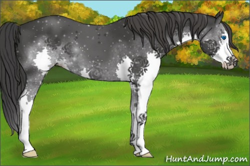 Horse Color:Black Splash 