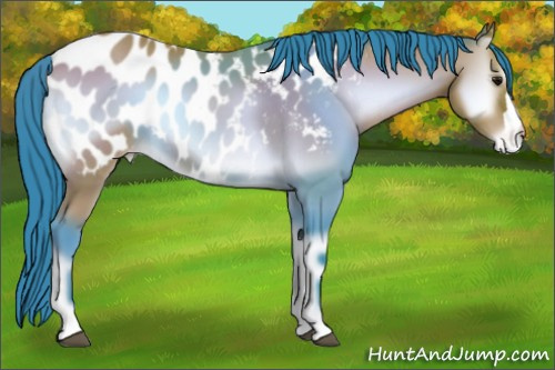 Horse Color:Watercolor Brown Onyx Appaloosa 