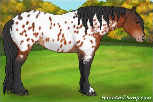 Horse Color:Bay Appaloosa Rabicano 