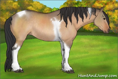 Horse Color:Bay Dun Tobiano Rabicano 