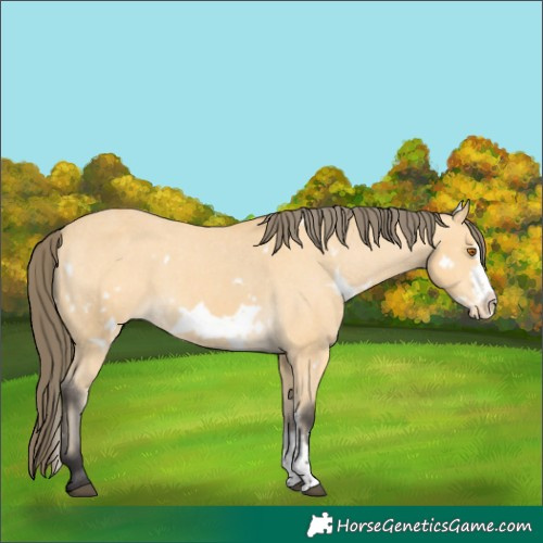 Horse Color:White Spotted Buckskin Sabino Frame Appaloosa Rabicano