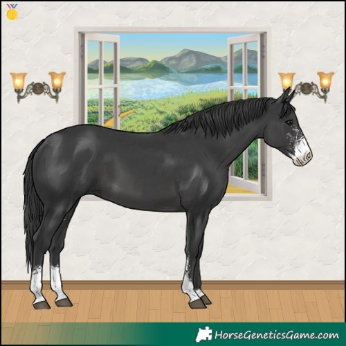 Horse Color:Black Sabino