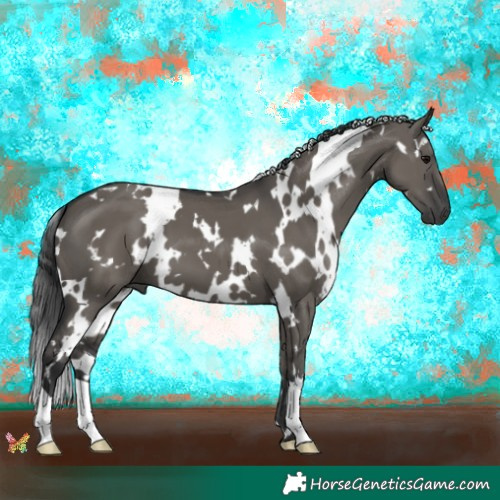 Horse Color:White Spotted Grullo 