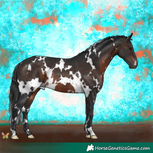 Horse Color:White Spotted Brown Rabicano 