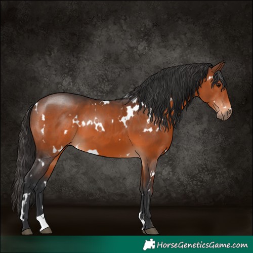 Horse Color:White Spotted Brown 