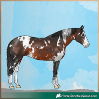 Horse Color:White Spotted Brown Sabino 