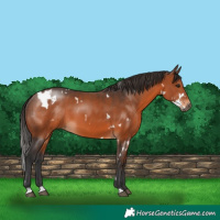Horse Color:White Spotted Brown