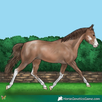 Horse Color:Black Pearl Sabino 