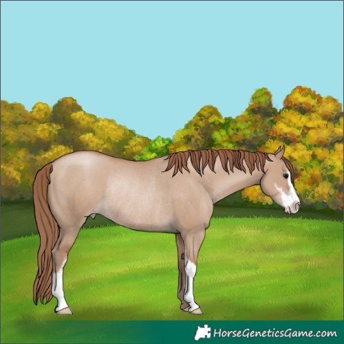 Horse Color:Grullo Pearl Sabino Rabicano 
