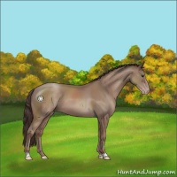 Horse Color:Classic Champagne Sabino 