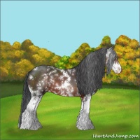 Horse Color:Brown Sabino 