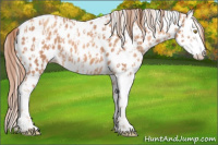 Horse Color:Gold Champagne Splash Appaloosa  and Gold Champagne Splash Appaloosa 