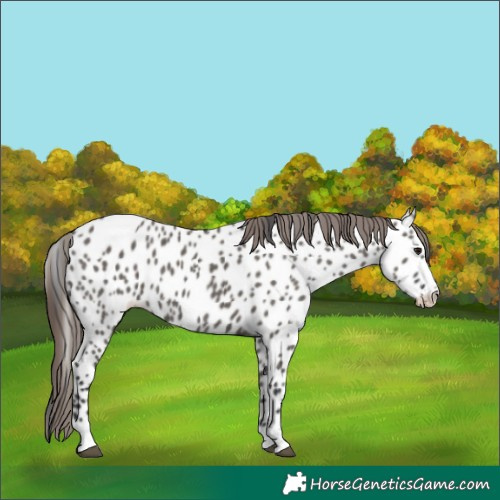 Horse Color:Grullo Appaloosa 