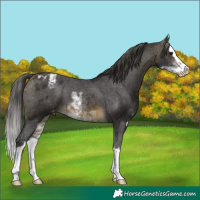 Horse Color:Buckskin Sabino Splash Appaloosa 