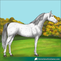 Horse Color:Brown Sabino 