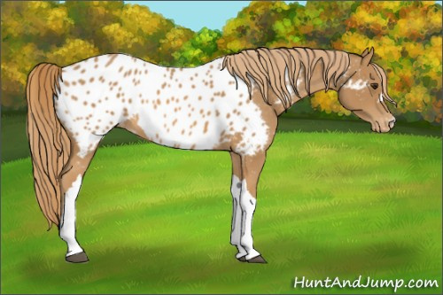 Horse Color:Chestnut Appaloosa 
