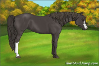 Horse Color:Smoky Black