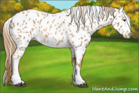 Horse Color:Chestnut Appaloosa 
