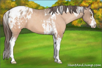 Horse Color:Amber Champagne Sabino Tobiano Appaloosa  and Amber Champagne Sabino Splash Tobiano Appaloosa 