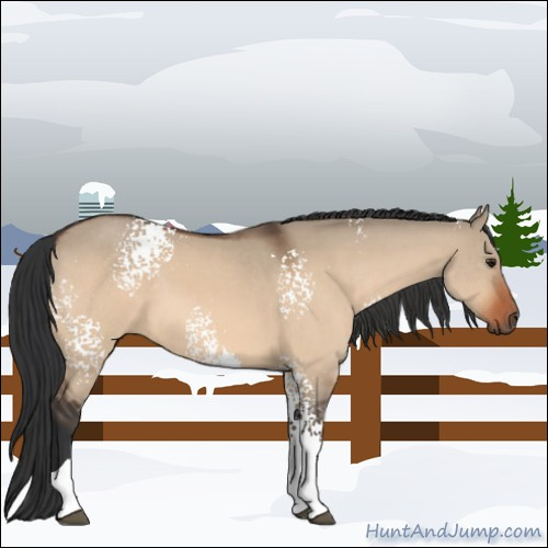 Horse Color:White Spotted Brown Dun Tobiano Rabicano