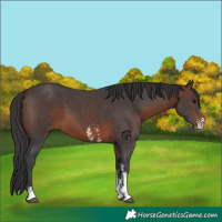 Horse Color:Brown Sabino 