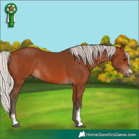 Horse Color:Silver Brown Sabino Rabicano 