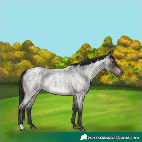 Horse Color:Brown Roan 