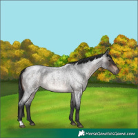 Horse Color:Brown Roan