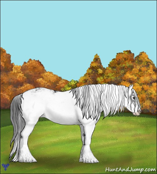 Horse Color:Black Sabino 