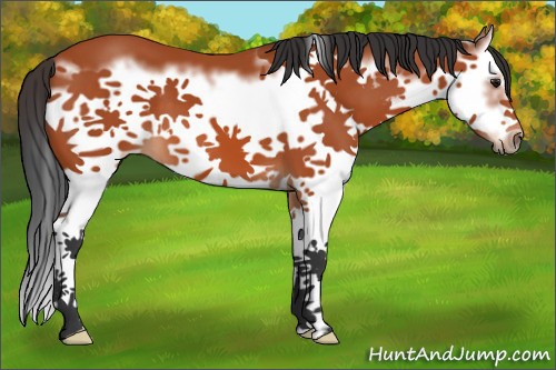 Horse Color:Bay Splash Frame