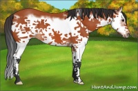 Horse Color:Bay Splash Frame