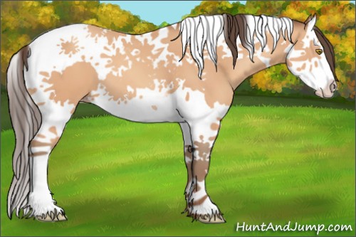 Horse Color:Amber Champagne Splash Tobiano