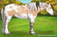 Horse Color:Amber Champagne Splash Tobiano 
