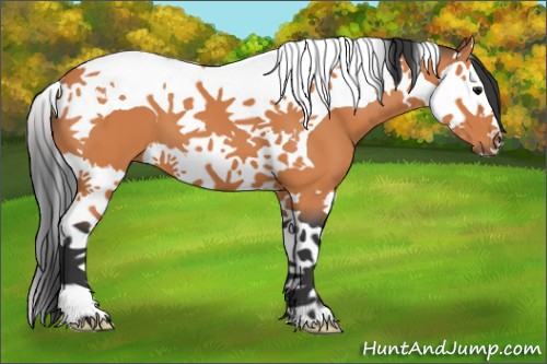 Horse Color:Bay Splash Tobiano