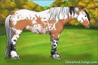 Horse Color:Bay Splash Tobiano 