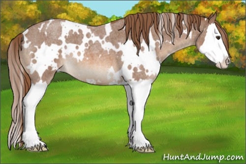 Horse Color:White Spotted Red Roan Splash 