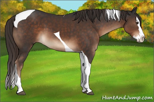 Horse Color:Liver Chestnut Splash Tobiano 