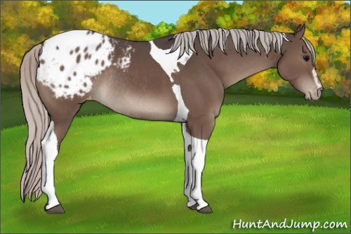 Horse Color:Silver Black Sabino Tobiano Appaloosa Rabicano 
